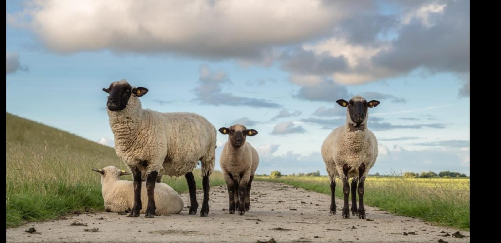 Auf Dem Alten Deich Sande Bagian luar foto