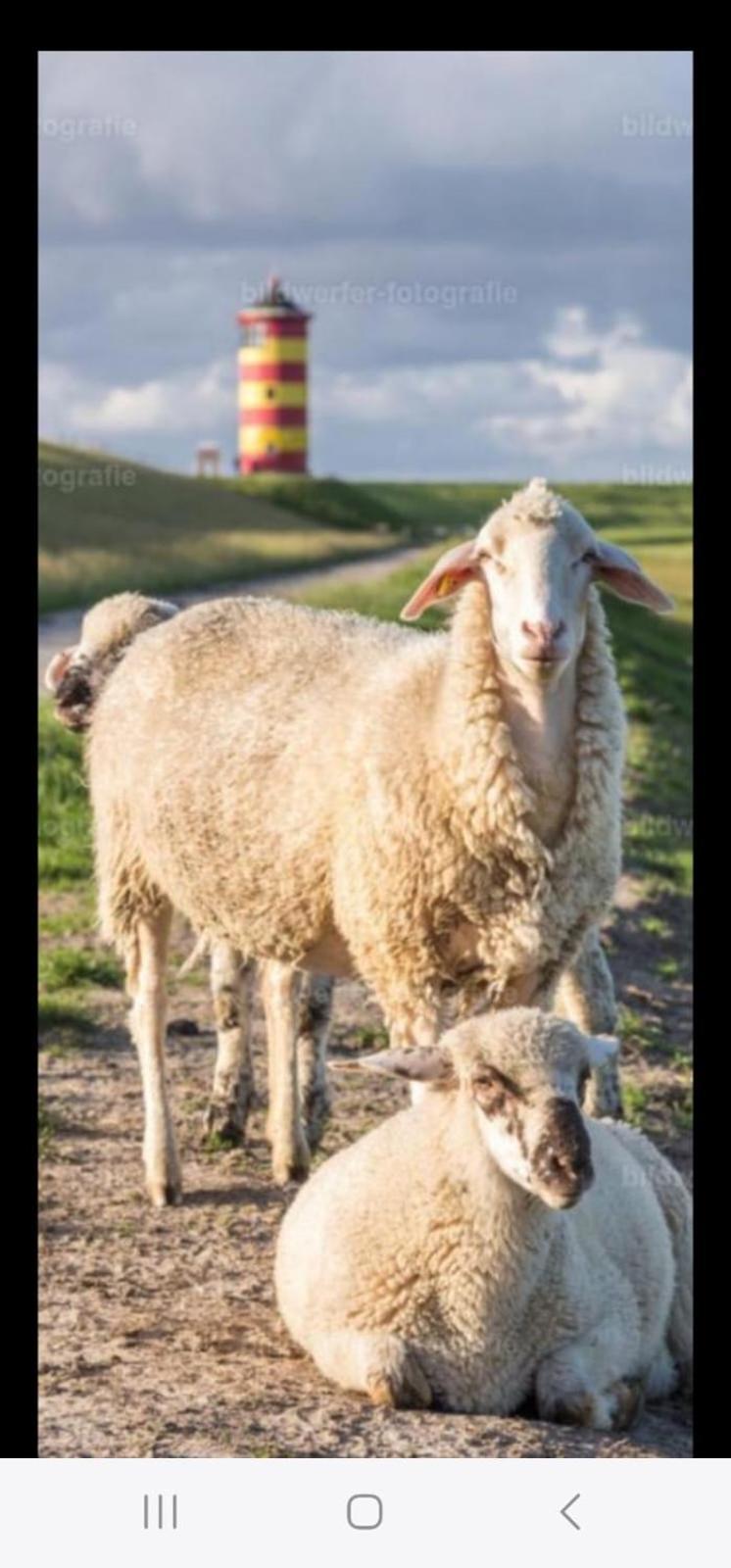 Auf Dem Alten Deich Sande Bagian luar foto